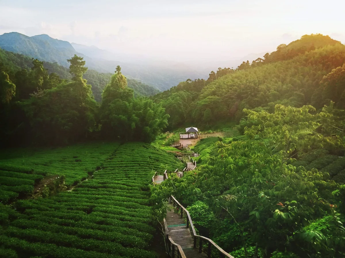 Discover Taiwan’s Tea Culture: From Fresh Mountain Tea to Rich Roasted Oolong
